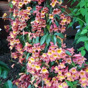 The Joy of Plants!