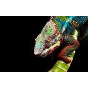 Jacqueline Rhoades's photo