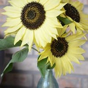 Jennifer Brenner's photo