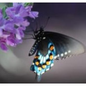 Karen Forster's photo