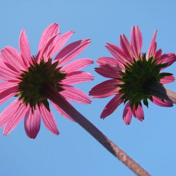 Flowers and Other Delights