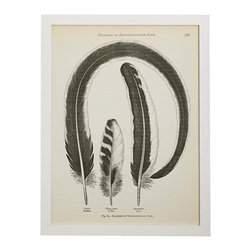 ROOSTER FEATHERS WALL ART - Prints And Posters