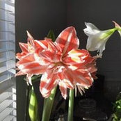 Sarah Redmond's photo