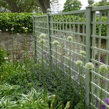 Trellis