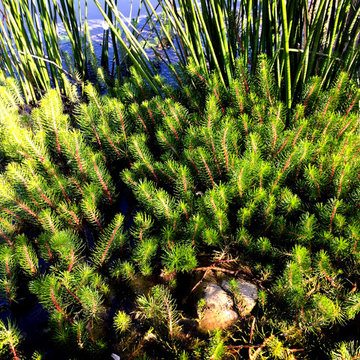 Plenty Valley Water Garden