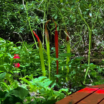 Red boardwalk/bog garden