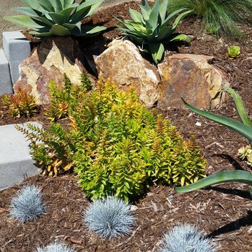 DROUGHT TOLERANT