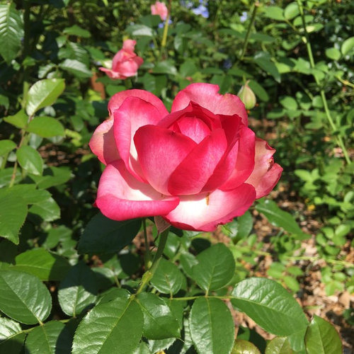 Wedding Bells rose doing pretty good.