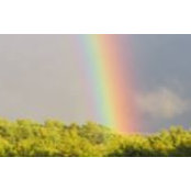 Carol Pigeon's photo