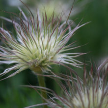 bloom