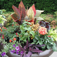 Garden Pots