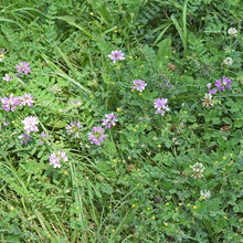 Gardening information