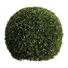 Flowers/Boxwood