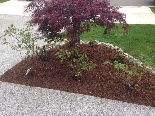 Roses Near Dwarf Japanese Maple