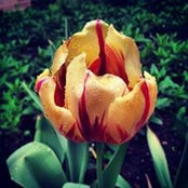 Sadaf Ali's photo