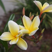 Daisy Bayou's photo