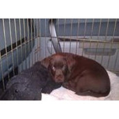 Alex Tekulsky's photo