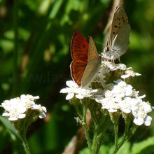 Butterfly garden