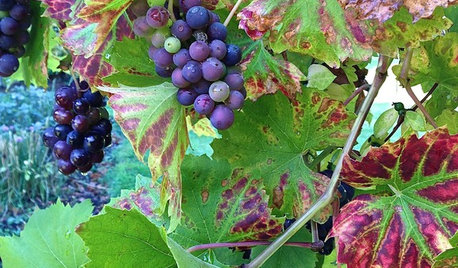 When Should You Prune Your Grape Vine?