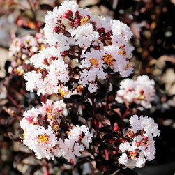 Ebony Glow Crapemyrtle - Products
