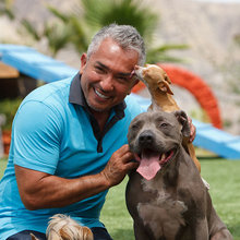 Artificial Turf for dog run