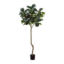 plants