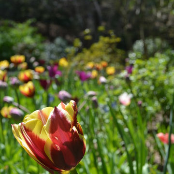 Spring Flowering Bulbs and Container Plantings