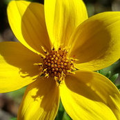 laurie v's photo
