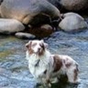 Sharon Sequoia River Dance's photo