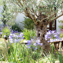 Garden Ideas