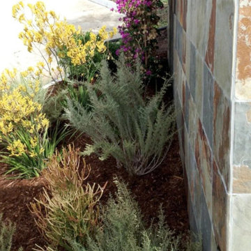 Kangaroo Paw & Ornamental Grass Bed by Slate Stone Wall - San Diego