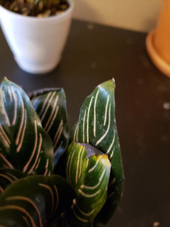 calathea compact Live Calathea Freddie