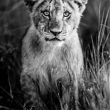 Curious Cub, Borana, Kenya.