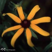 Laurie Heupel's photo