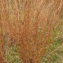 Grasses & Ground Covers