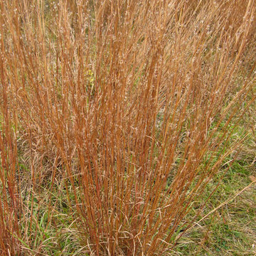Great Design Plant: Little Bluestem