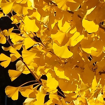 In Bloom