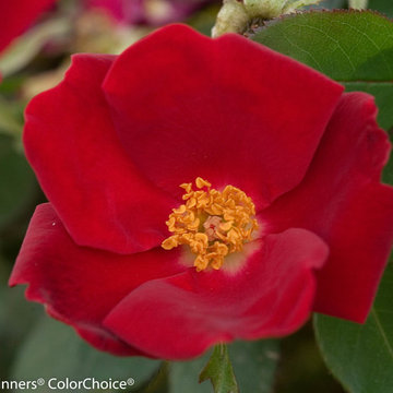 Home Run® Landscape Rose