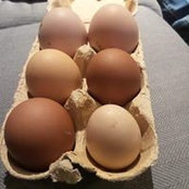 Lili Agourtchik's photo