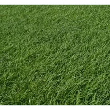 Lawn & Landscape