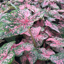 Current Featured Plants - Products