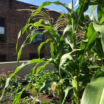 City rooftop vegetable garden