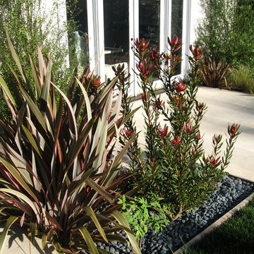 Palisades Modern