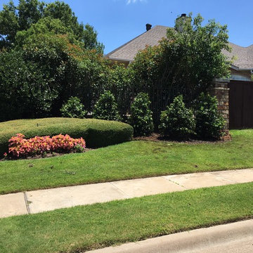 Large Wax Myrtle Install