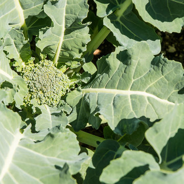 Vegetable Paradise