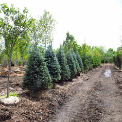 PLANT MATERIALS - Products