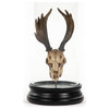 Moose Skull In Bell Glass - Distressed Light Brown on Black Base