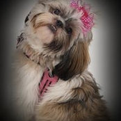 Luetricha Pratt Wood's photo