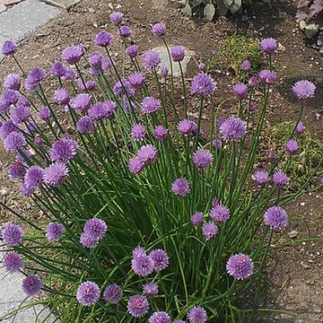 Chives, Common