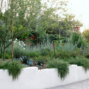 Sherman Oaks California Native and Australian Garden